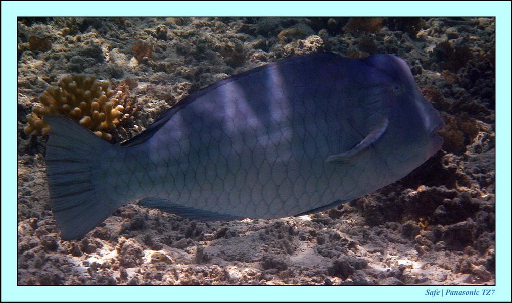 2011 - 08 - Borneo - Mataking 59